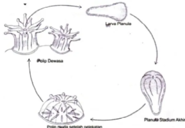 Gambar 2.  Siklus Reproduksi Seksual Karang. (Nybakken 1992) 