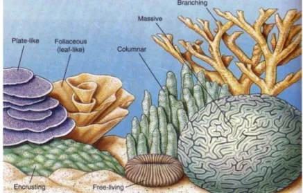 Gambar 6. Bentuk pertumbuhan (Life Form) karang (Castro &amp; Huber 2007) 