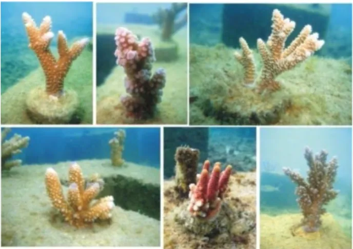 Gambar 7.  Beberapa  jenis  Acropora  yang  ditransplantasikan  di  Pulau  Kelapa  (Dok