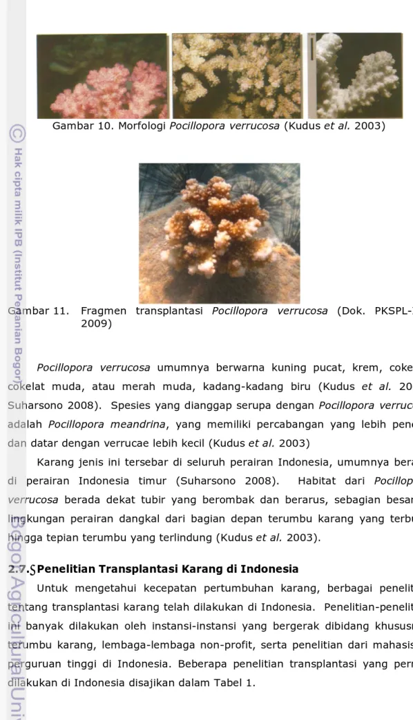 Gambar 11.  Fragmen  transplantasi  Pocillopora  verrucosa  (Dok.  PKSPL-IPB  2009) 