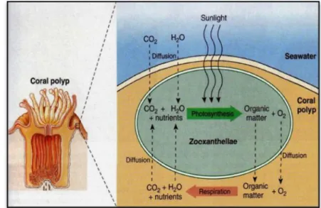 Gambar 2. Simbiosis antara zooxanthellae dan polip karang   (Castro dan Huber 2007) 