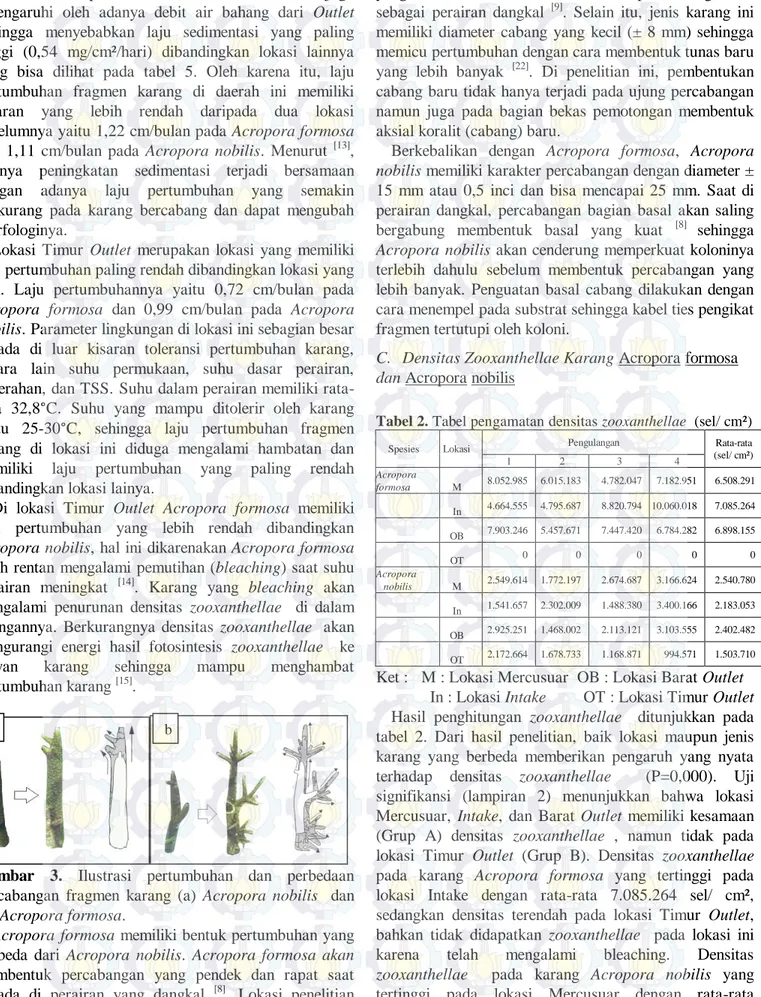 Gambar  3.  Ilustrasi  pertumbuhan  dan  perbedaan  percabangan  fragmen  karang  (a)  Acropora  nobilis    dan  (b) Acropora formosa