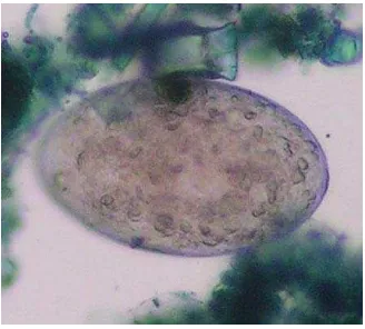 Gambar 1. Telur Cacing Fasciola spp 