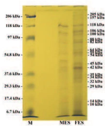 Gambar 2. Hasil Western Blotting (M = markaprotein;  1, 4 = serum anjing tidakterinfeksi D