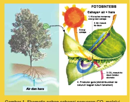 Gambar 1. Skematis pohon sebagai penyerap CO  melalui  2