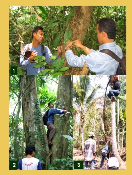 Foto 3. Pengukuran diameter batang (dbh) pohon: (1)  pengukuran dbh pohon besar di hutan, (2)  pengukuran dbh pohon bercabang, 