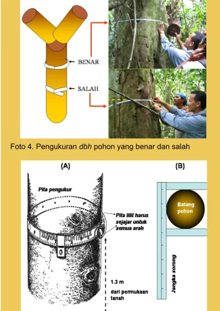 Gambar 3. Cara pengukuran lilit batang pohon 
