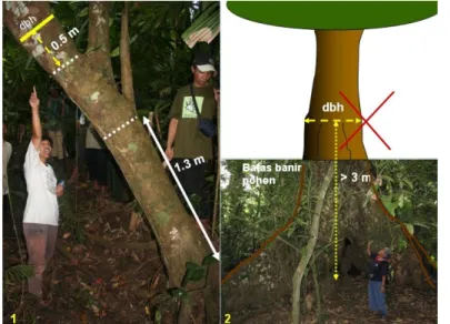 Foto 5. Penentuan titik pengukuran dbh pohon bercabang  rendah (1) dan pada pohon berbanir tinggi (2)