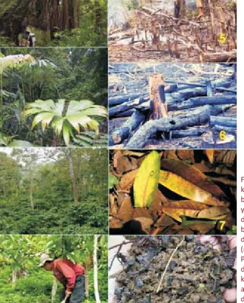 Foto 1. Penyimpan karbon dalam biomasa tanaman yaitu: pepohonan dan  tumbuhan bawah di lahan hutan dan agroforestri (nomor 1-4);