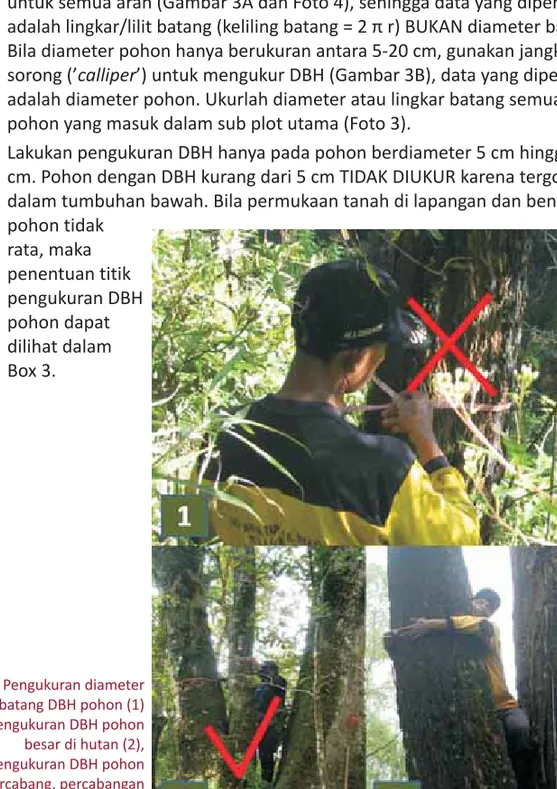 Foto 3. Pengukuran diameter batang DBH pohon (1) pengukuran DBH pohon besar di hutan (2), pengukuran DBH pohon bercabang, percabangan terjadi pada ketinggian &lt;1.3 m dari permukaan tanah (3)