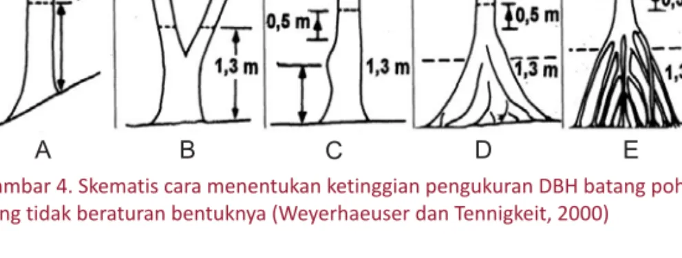 Gambar 4. Skematis cara menentukan ketinggian pengukuran DBH batang pohon yang tidak beraturan bentuknya (Weyerhaeuser dan Tennigkeit, 2000)
