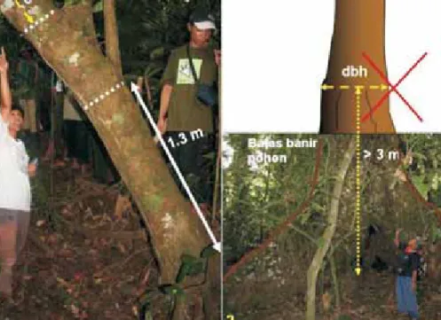 Foto 5. Penentuan titik pengukuran DBH pohon bercabang rendah (1) dan pada pohon berbanir tinggi (2)