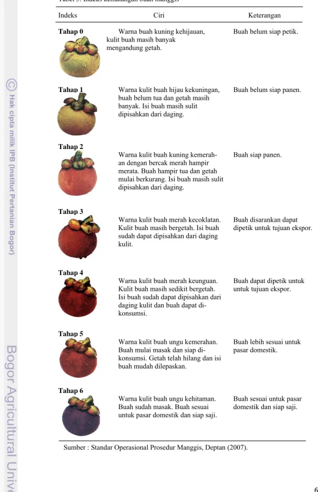Tabel 5. Indeks kematangan buah manggis 