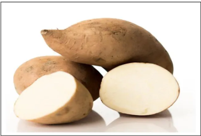 Gambar 2.2 Ubi Jalar (Ipomoea batatas L) Putih  