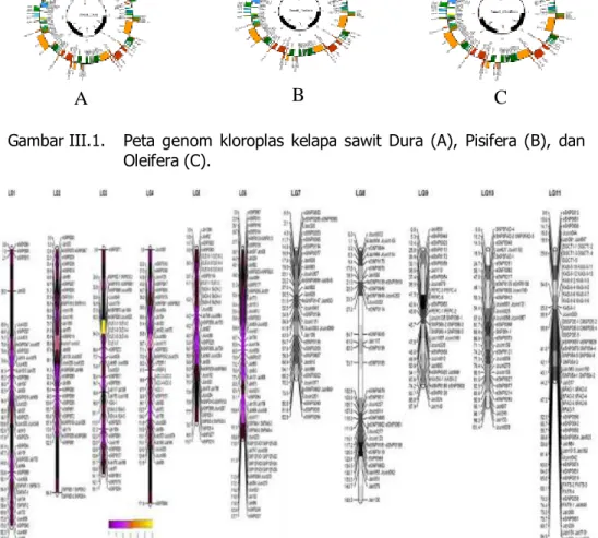 Gambar III.1.  Peta  genom  kloroplas  kelapa  sawit  Dura  (A),  Pisifera  (B),  dan  Oleifera (C)