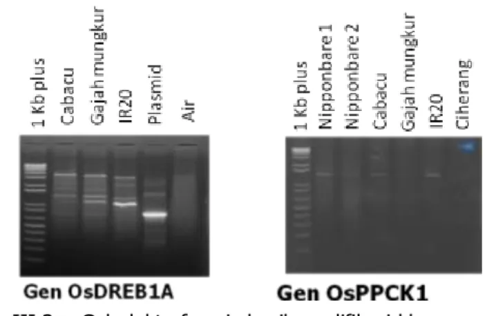 Gambar III.3.  Gel elektroforesis hasil amplifikasi klon gen untuk toleran  kekeringan dengan primer spesifik pada padi toleran dan  intoleran kekeringan 