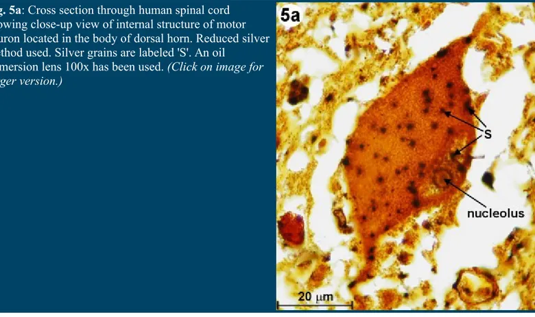 Fig. 5a: Cross section through human spinal cord  showing close-up view of internal structure of motor  neuron located in the body of dorsal horn