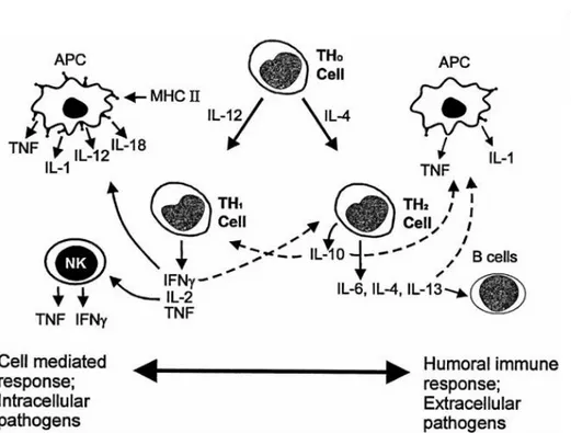 Gambar 3. Diferensiasi Sel T dan Peran Sitokin Anti inflamasi 3