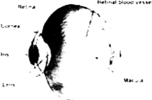 Gambar 2.1 Struktur Mata