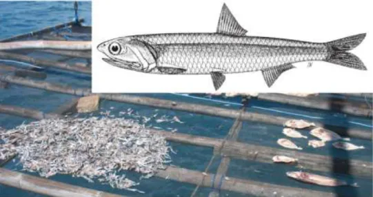 Gambar 4.45   Morfologi  umum  ikan  Teri  (Engraulidae).  Karakteristik  utama  ikan  ini  mempunyai  satu  sirip  punggung,  sirip  dada  terletak  di  bagian  bawah,  sirip  perut  berada  pada  bagian tengah bawah dari perut, terdapat scute di bagian d