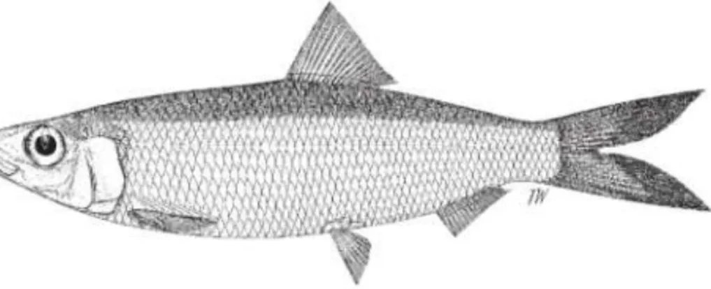 Gambar 4.46   Morfologi  umum  ikan  Japuh  (Clupeidae).  Karakteristik  utama  ikan  ini  mempunyai  scute  bentuk  huruf-W  pada  dada,  posisi  sirip  perut  terletak  di  bagin  tengah  sirip  punggu  (ditarik  vertikal)  (Sumber:  Carpenter  &amp;  Ni