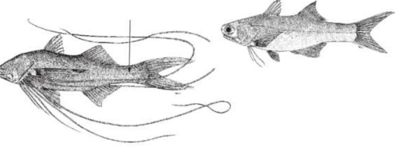 Gambar 4.43   Morfologi  umum  ikan  Kuro/Senangin  (Polynemidae).  Karakteristik  utama  ikan  ini  ialah sirip punggung kedua dan sirip dubur berbentuk cekung (concave) dan bagian  bawah  sirip  dada  terdapat  sirip  filemen  yang  memanjang  (Sumber:  