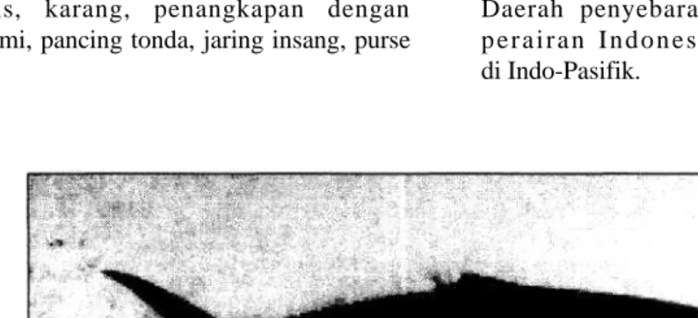 Gambar 1.  Elagatis bipinnulatus 
