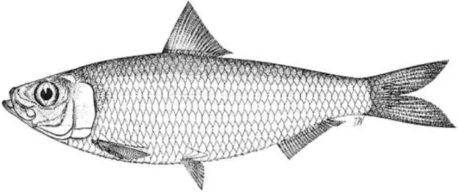 Gambar 4.47   Morfologi umum ikan Tembang (Clupeidae). Karakteristik utama ikan ini mempunyai  perut yang lebih cembung dibandingkan ikan sardinella lainnya (Sumber: Carpenter 