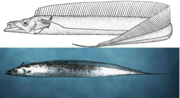 Gambar 4.54   Morfologi umum ikan Layur (Trichiuridae). Karakteristik utama: badan memanjang  dan  pipih  (sangat  tipis),  sirip  pungung  (satu)  memanjang  sampai  ekor,  tidak  mempunyai  sirip  ekor  dan  perut,  mulut  besar  dengan  gigi  taring  ya