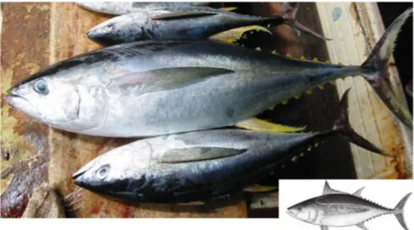 Gambar 4.55   Morfologi  umum  ikan  Tuna  (Scombridae,  Thunnus  sp).  Karakteristik  utama:  badan  besar  (diantara  anggota  famili  Scombridae),  bentuk  cerutu  (fusiform)  –  termasuk  semua  anggota  genus  Thunnsu  spp.,  Layaran  dan  Setuhuk  (F
