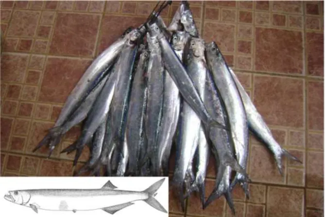 Gambar 4.49   Morfologi  umum  ikan  Golok-Golok  (Chirocentridae).  Karakteristik  utama:  badan  sangat  memanjang  dan  kompres,  tidak  mempunyai  scute  pada  perut,  premaxillae  (rahang bagian atas) mempunyai dua gigi taring besar, posisi mulut  sup