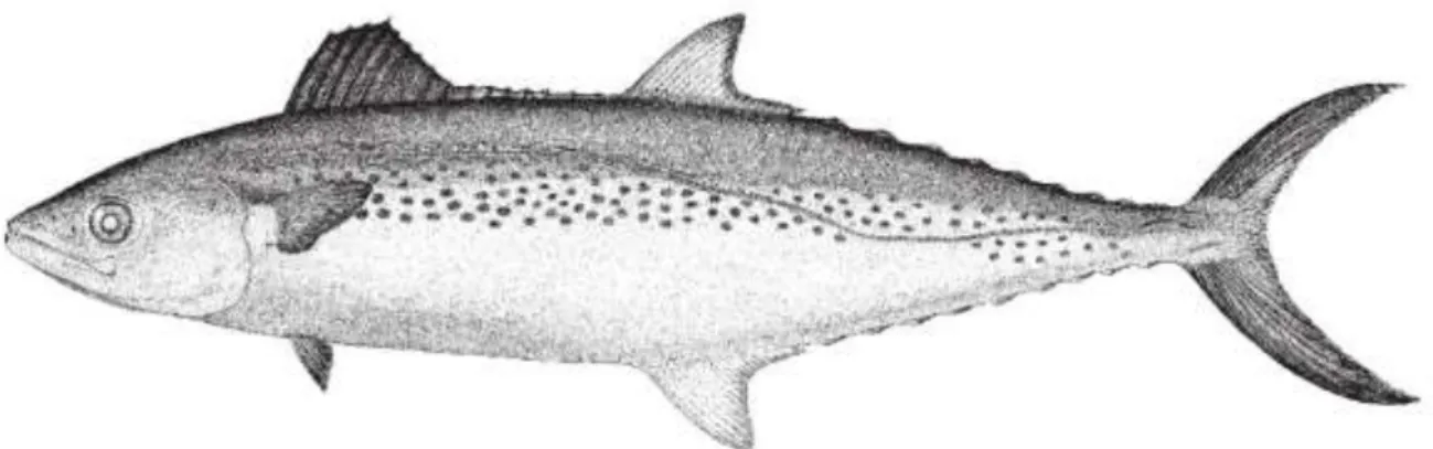 Gambar 4.52   Morfologi umum ikan Tengiri Papan (Scombridae). Karakteristik utama: terdapat 7 –  10  finlet  di  belakang  sirip  punggung  kedua  dan  sirip  anal,  tiga  baris  noda  (totol)  hitam pada bagian sisi tubuh (Sumber: Carpenter &amp; Niem, 20
