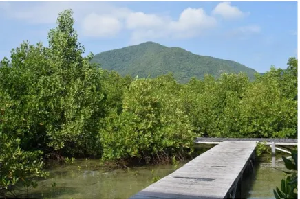 Gambar 5. Ekosistem mangrove di Pulau Kemujan   Kondisi keanekaragaman dan kelestarian jenis mangrove tersebut  merupakan  modal  ekologis tersendiri bagi ekowisata bahari di TNKJ