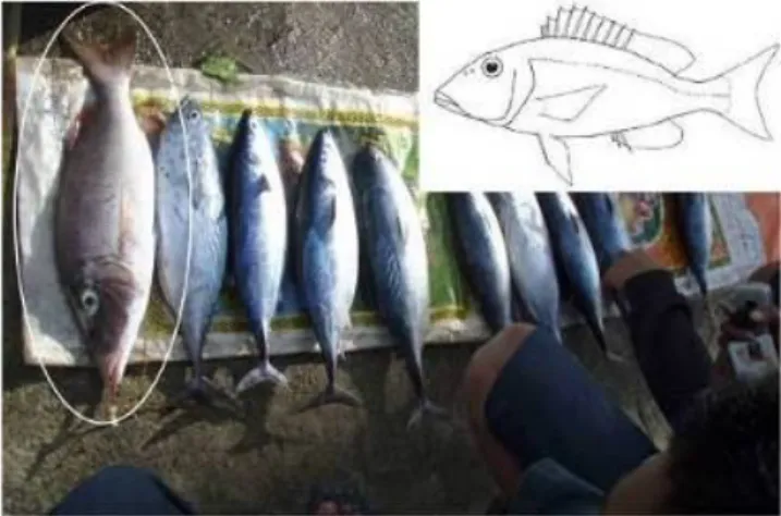 Gambar 4.24   Morfologi  umum  ikan  Lencam  (Lethrinidae)  –  menyebar  dari  Sungai,  Estuari,  Pantai  Terumbu  Karang  sampai  kedalaman  500  m  (Foto:  Pasar  ikan  Waegeo, Papua, oleh Kartika Sumolang)