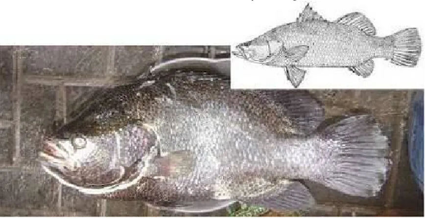 Gambar 4.25   Morfologi  umum  ikan  Kakap  Putih  (Centropomidae)  –  ciri  paling  utama  ialah  bagian  kepala  cekung  dan  gurat  sisi  berlanjut  sampai  sirip  ekor  (Foto: 
