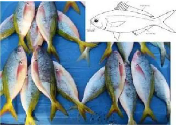 Gambar 4.28   Morfologi umum ikan Ekor Kuning (Caesionidae) – ciri paling  utama:  ekor  fork  dan  ujung  cagak  tajam,  warna  ekor  umumnya  kuning (Foto: oleh Peter J