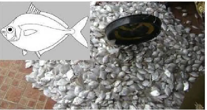 Gambar 4.18   Morfologi  umum  ikan  Peperek,  semuanya  berasal  dari  famili  Leiognathidae