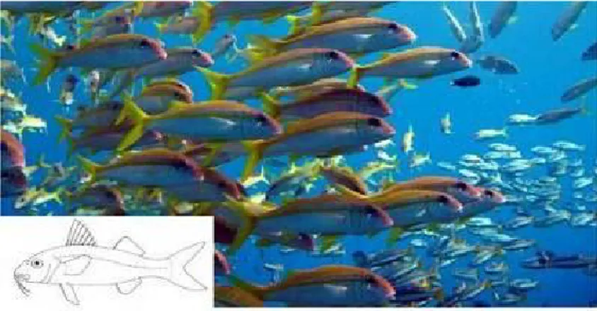 Gambar 4.20   Morfologi umum ikan Biji Nangka (Famili Mullidae), ciri utama: sungut dan  warna  kuning  yang  membujur  pada  sisi  badan  (Foto:  Kofiau,  Raja  Ampat  oleh  Purwanto)