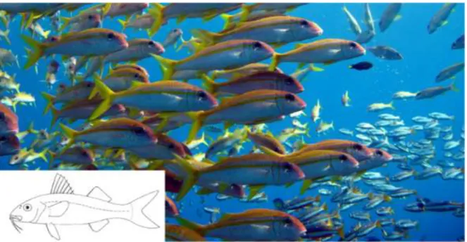 Gambar 4.20   Morfologi  umum  ikan  Biji  Nangka  (Famili  Mullidae),  ciri  utama:  sungut  dan  warna  kuning yang membujur pada sisi badan (Foto: Kofiau, Raja Ampat oleh Purwanto)