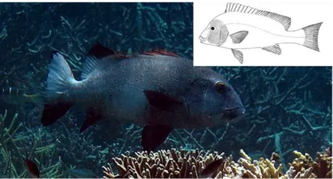 Gambar 4.21   Morfologi  umum  ikan  Gerot-Gerot  (Haemulidae);  mulut  kecil  namun  ditutupi  oleh birir tebal (Foto: Missol, Raja Ampat, oleh Purwanto)