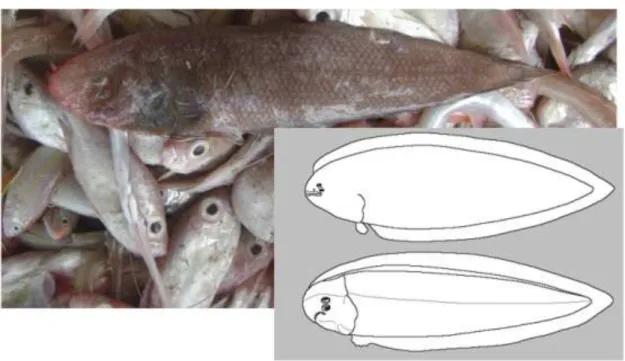 Gambar 4.16   Morfologi umum ikan Lidah (Tongue Soules) yang ditangkap di perairan Utara Jawa  (Foto: diambil dari Gelondong Gede Tuban, oleh Setyohadi)