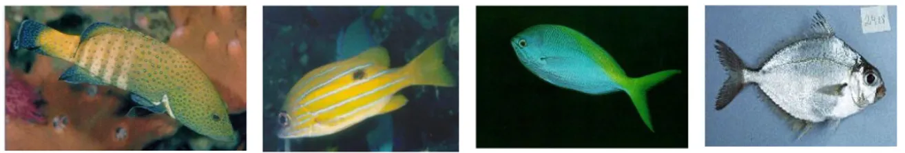 Gambar 2.   Contoh beberapa jenis ikan target : (a) Cepaholopholis argus; (b) Lutjanus fulvus; (c)  Caesio cunning; dan (d) Leiognathus splendens 