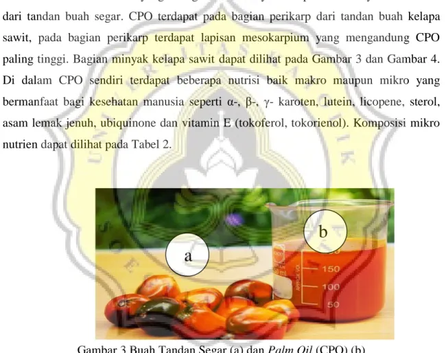 Gambar 3 Buah Tandan Segar (a) dan Palm Oil (CPO) (b)  Sumber: www.asrvoc.com) 