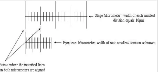 Gambar 2. Tampilan alignment mikrometer okuler (eyepiece micrometer) terhadap mikrometer  obyektif (stage micrometer) di bawah mikroskop