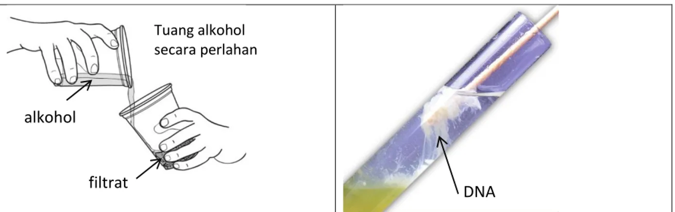 Gambar 5. Cara menuang alkohol ke filtrat dan cara menggulung gumpalan DNA  Pertanyaan  