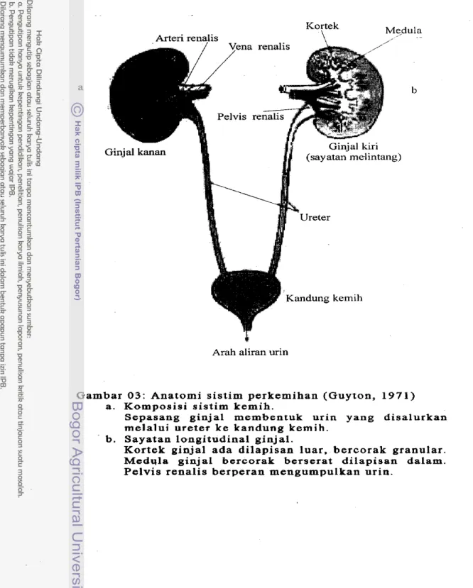 Gambar  03: Anatomi  s i s t i m  perkemihan  (Guyton,  1 9 7 1 )   a.  Komposisi  sistim  kemih