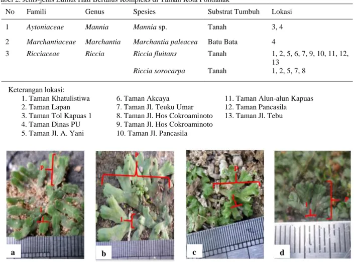 Gambar 2. Lumut hati bertalus kompleks: a.  Mannia sp.; b. Marchantia paleacea; c. Riccia fluitans;  
