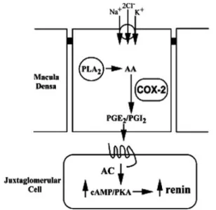 Gambar 4. Mekanisme sekresi renin di sistem renin  angiotensin-aldosteron 