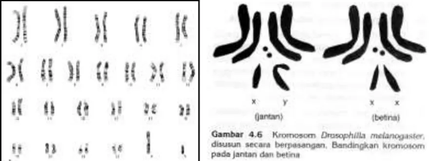 Gambar Kromosom Manusia  Aturan penulisan kromosom  