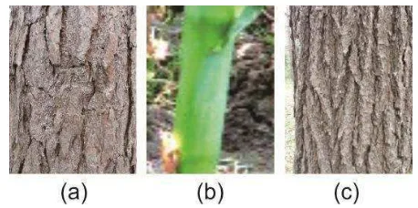 Gambar 2. 4 Struktur Luar Batang Pohon (a)Pine (b)Jagung (c)Oak 